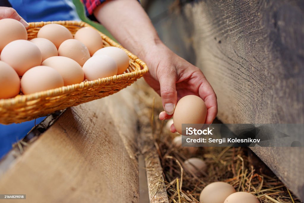ケージフリー卵が高い理由