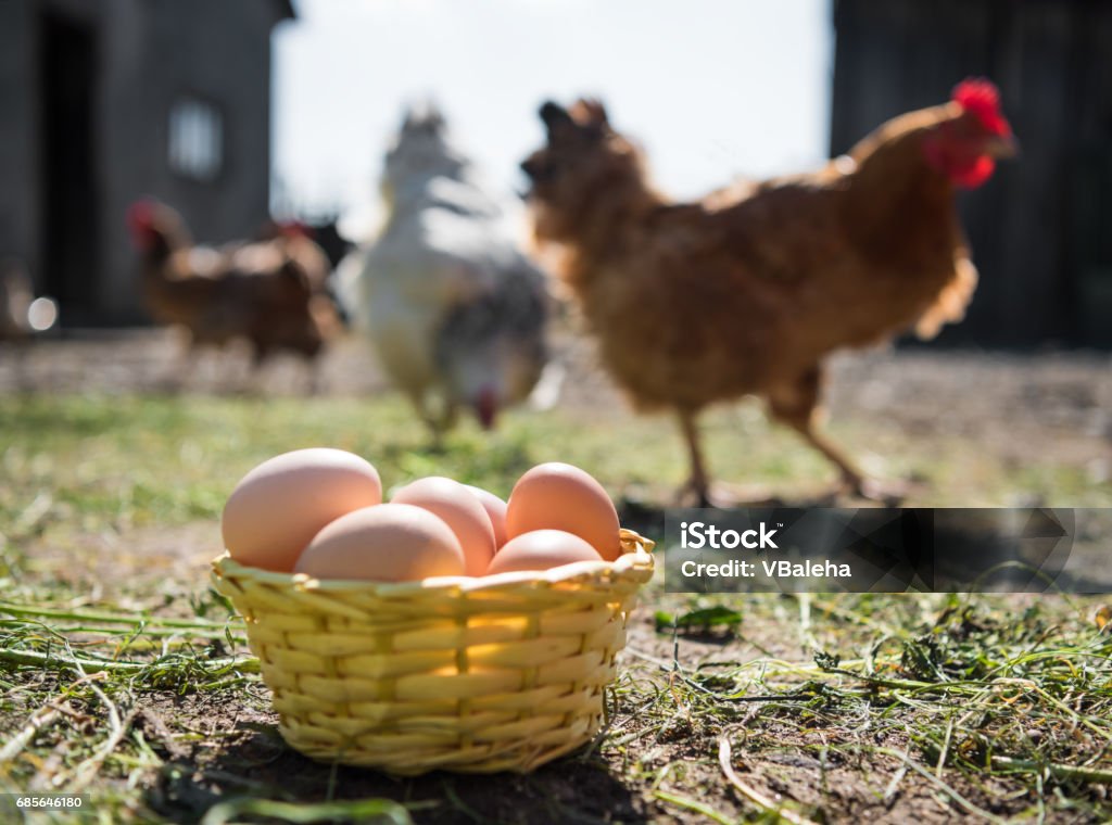 卵のチェックポイント