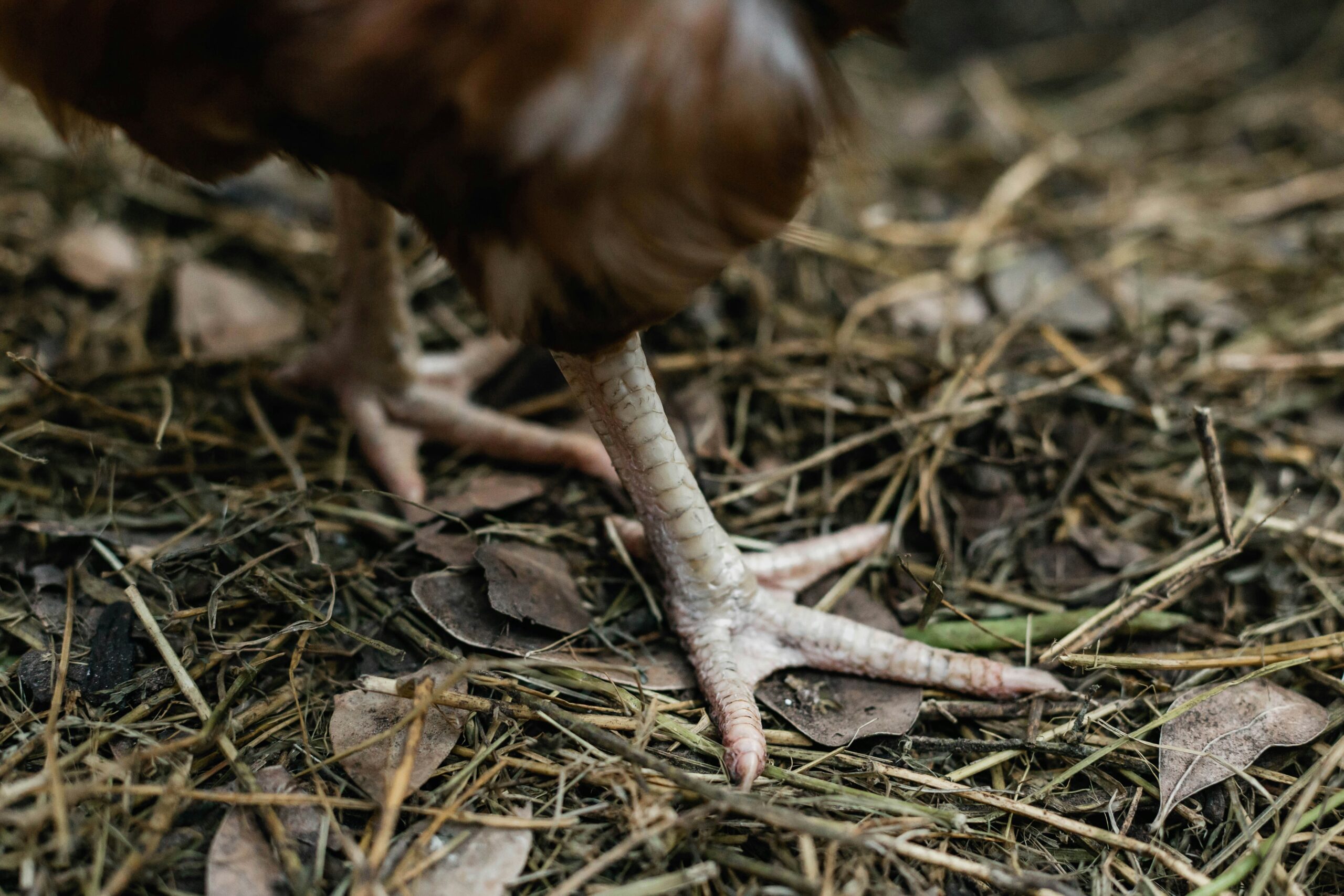 鶏と持続可能な農業