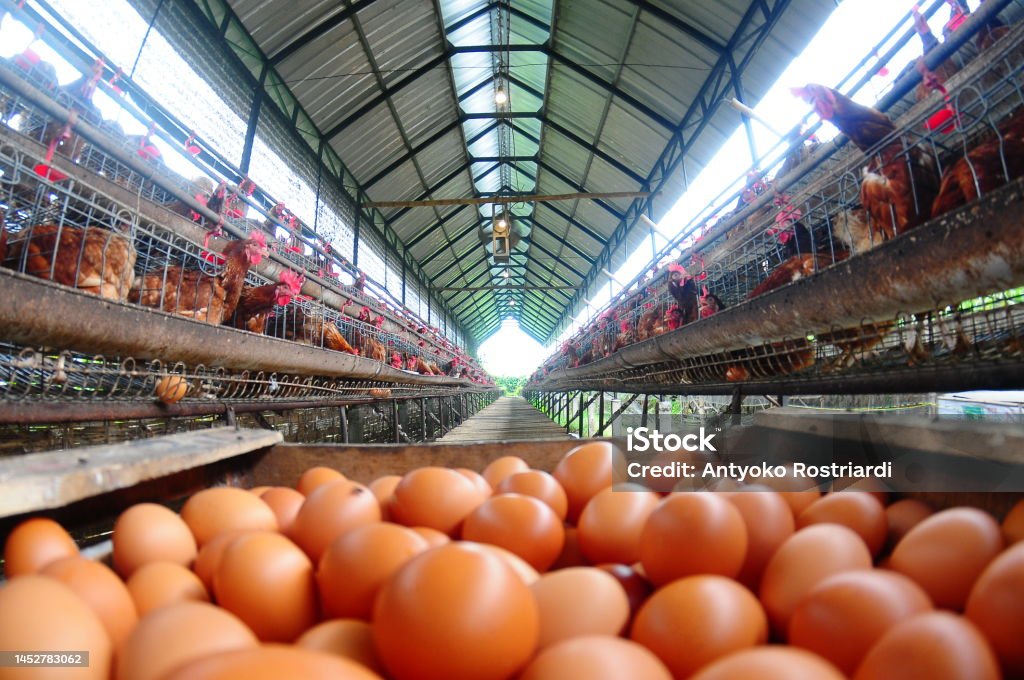 日本の動物福祉