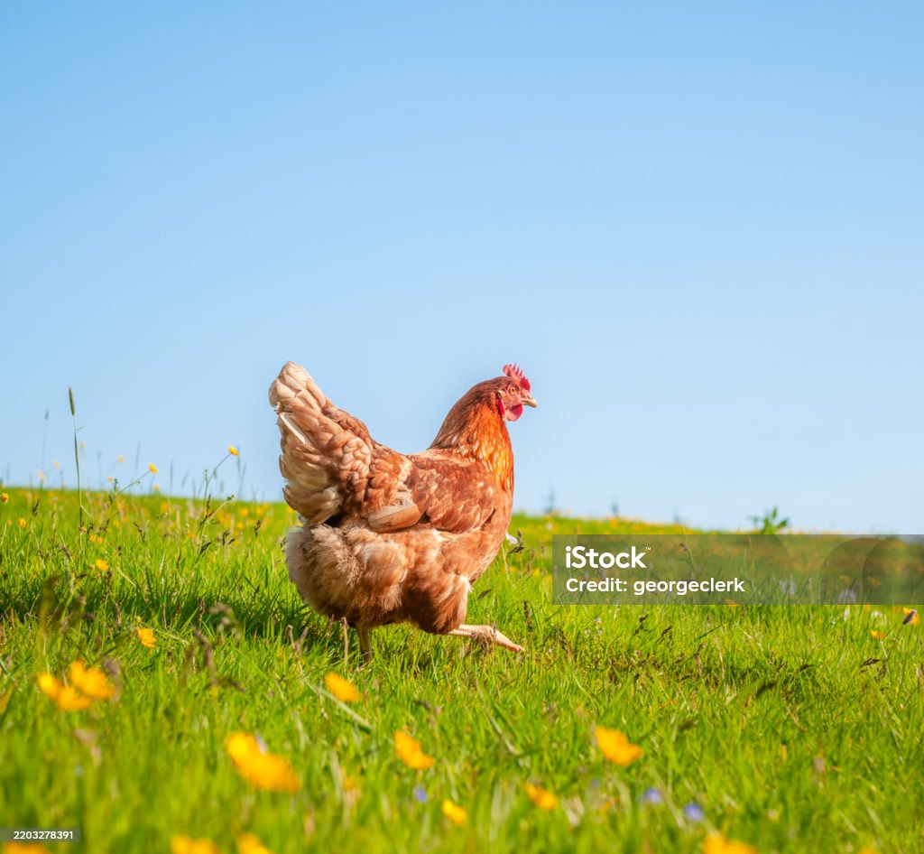 「幸せの卵」について