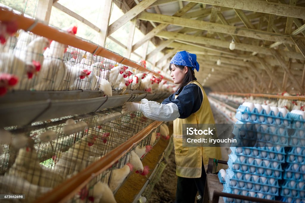 日本ではケージ飼育が主流な理由