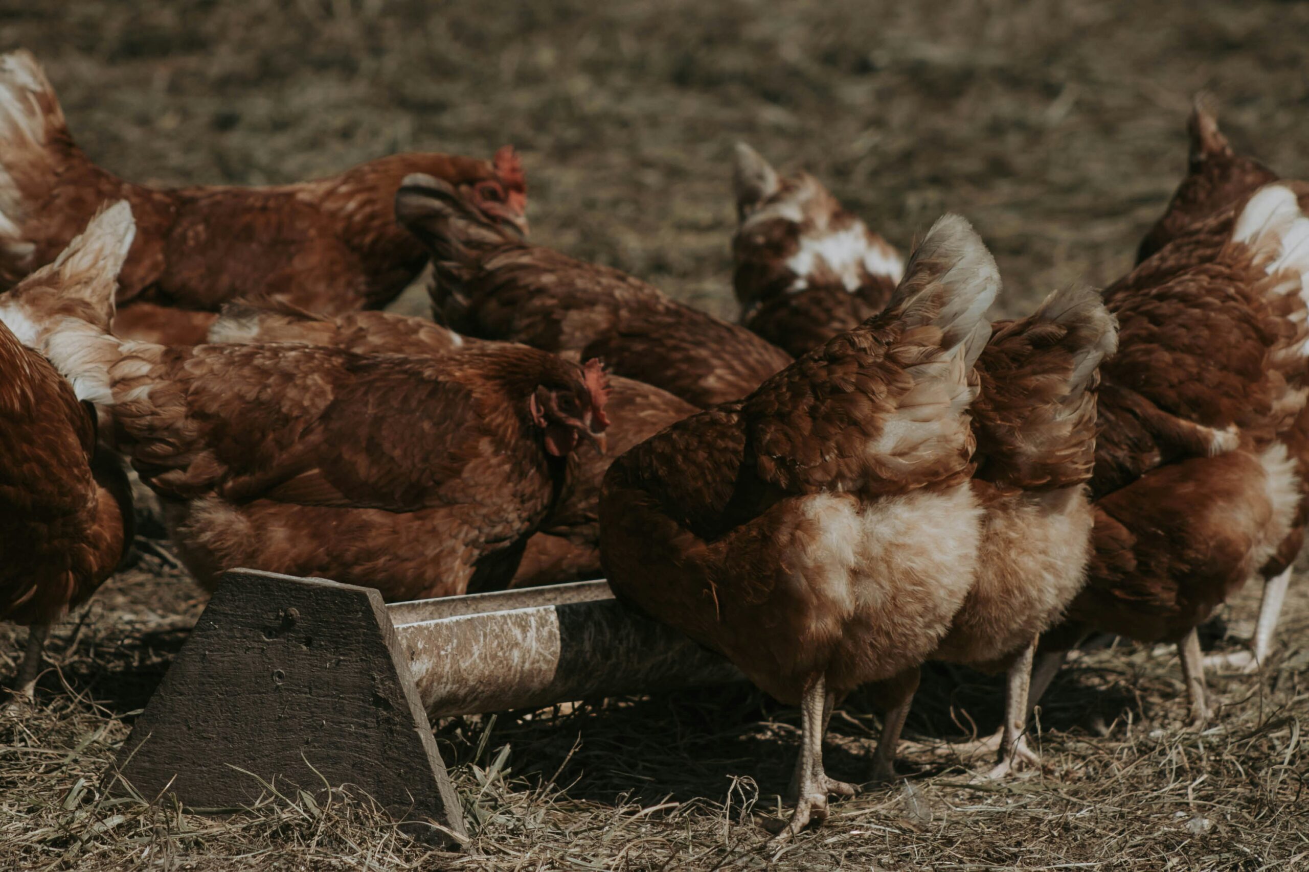 動物福祉の向上